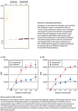 MilliporeSigma™ Extraction Reagent
